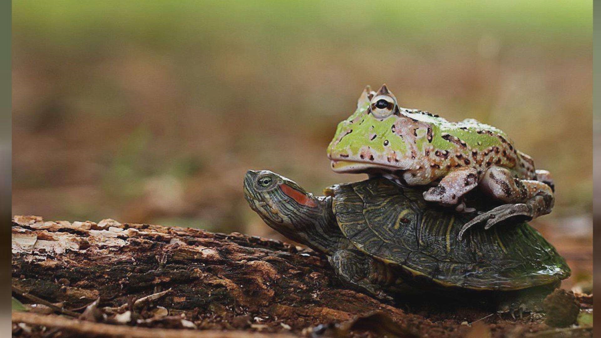 树蛙幼体饲养,林蛙幼蛙怎样转移大棚饲养