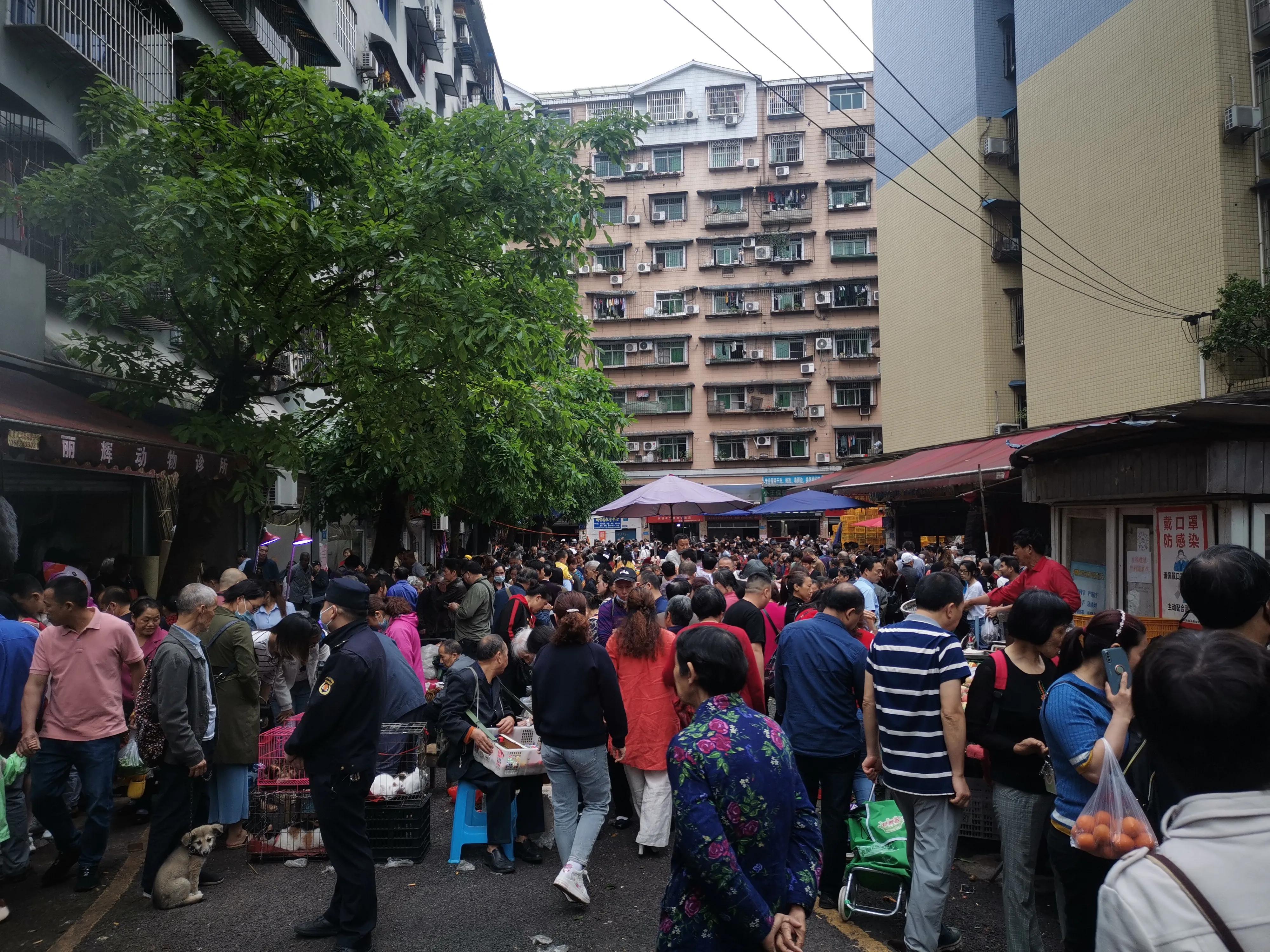 重庆狗儿市场有卖狗的吗,重庆狗儿市场