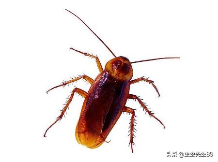 蟑螂生活习性,蟑螂的习性和生活