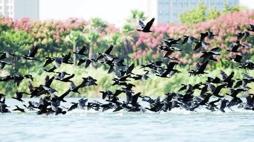 速来!园博苑有让*欲人**罢不能的季相变化之美,还有众多萌物陪伴你~