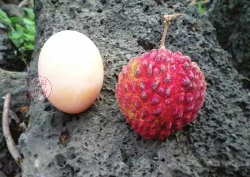 海南必吃十种水果图片名称,海南水果品种大全排名