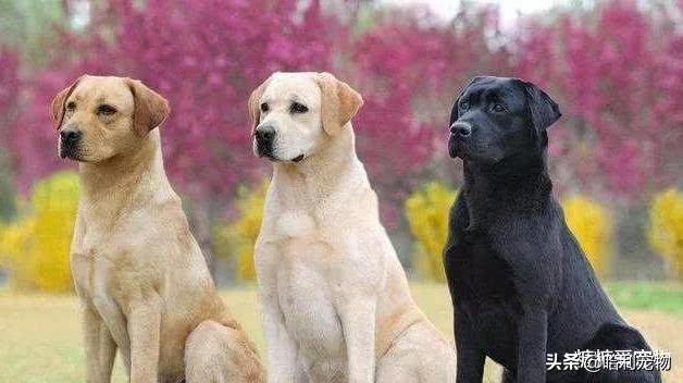 常见宠物狗类型及价格表,几种常见宠物狗的价格图片对比