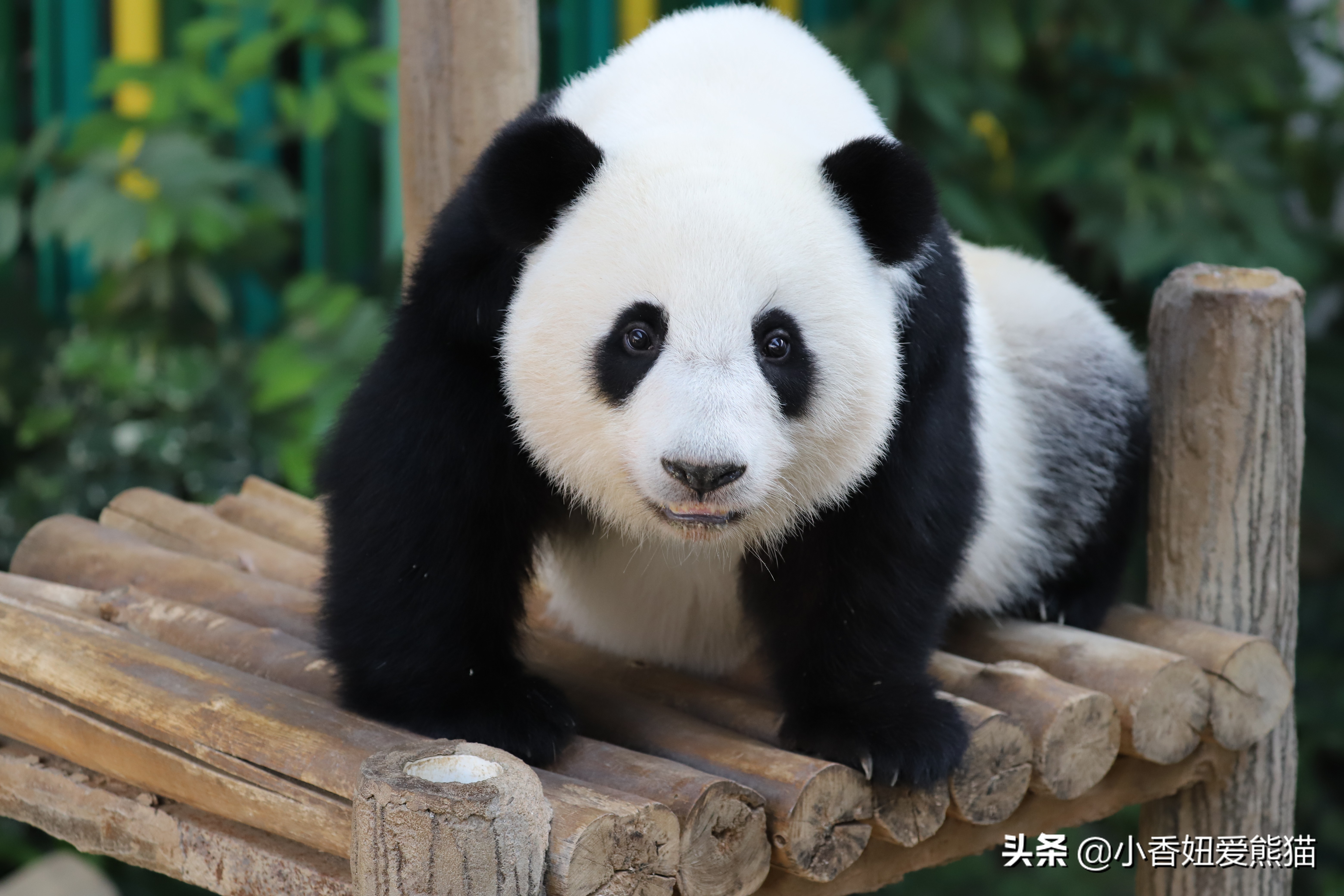 马来西亚大熊猫谊谊出生,熊猫谊谊小时候的照片