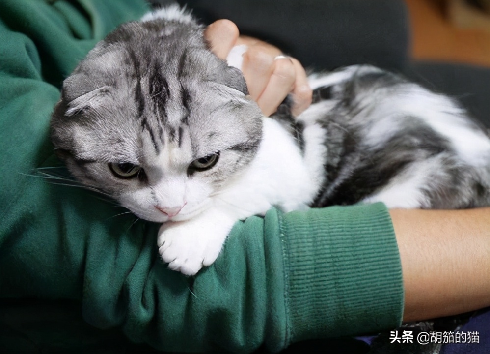 一年的母猫为啥不返群,母猫反群一直叫怎么办