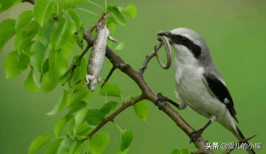奇思妙想的动物有哪些,动物们的奇思妙想