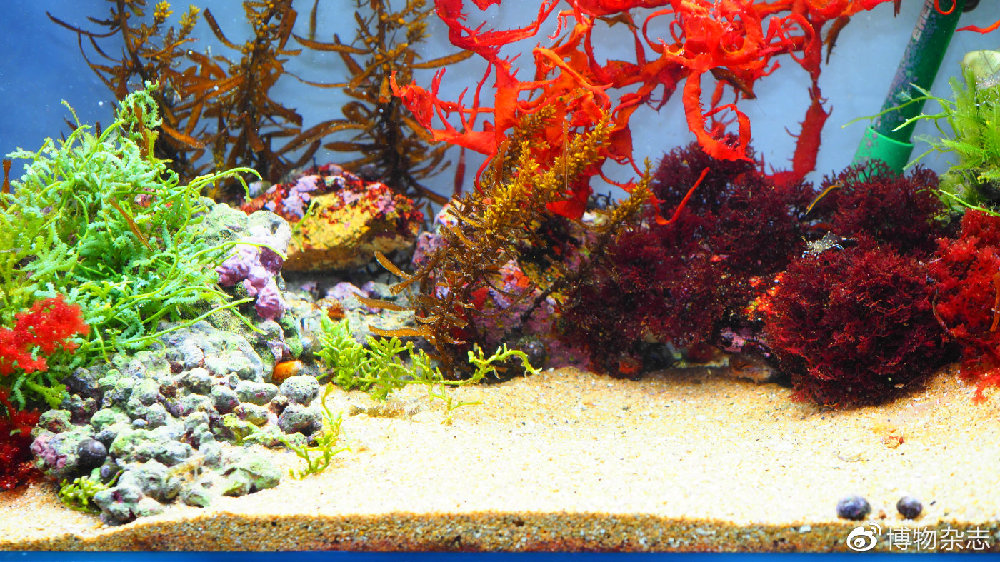 海藻鱼缸造景教程,自制小型热带雨林砂鱼缸造景