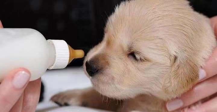 拉布拉多幼犬喂什么狗粮,拉布拉多幼犬喂什么狗粮最好