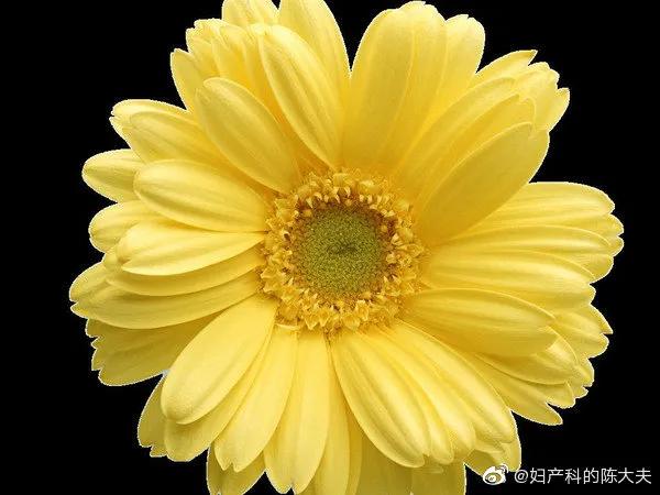 鲨鱼脱肛是什么,鲨鱼脱肛怎么治疗最好