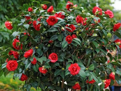 好养的盆栽花卉排名前十,盆栽花比较好养的有哪些