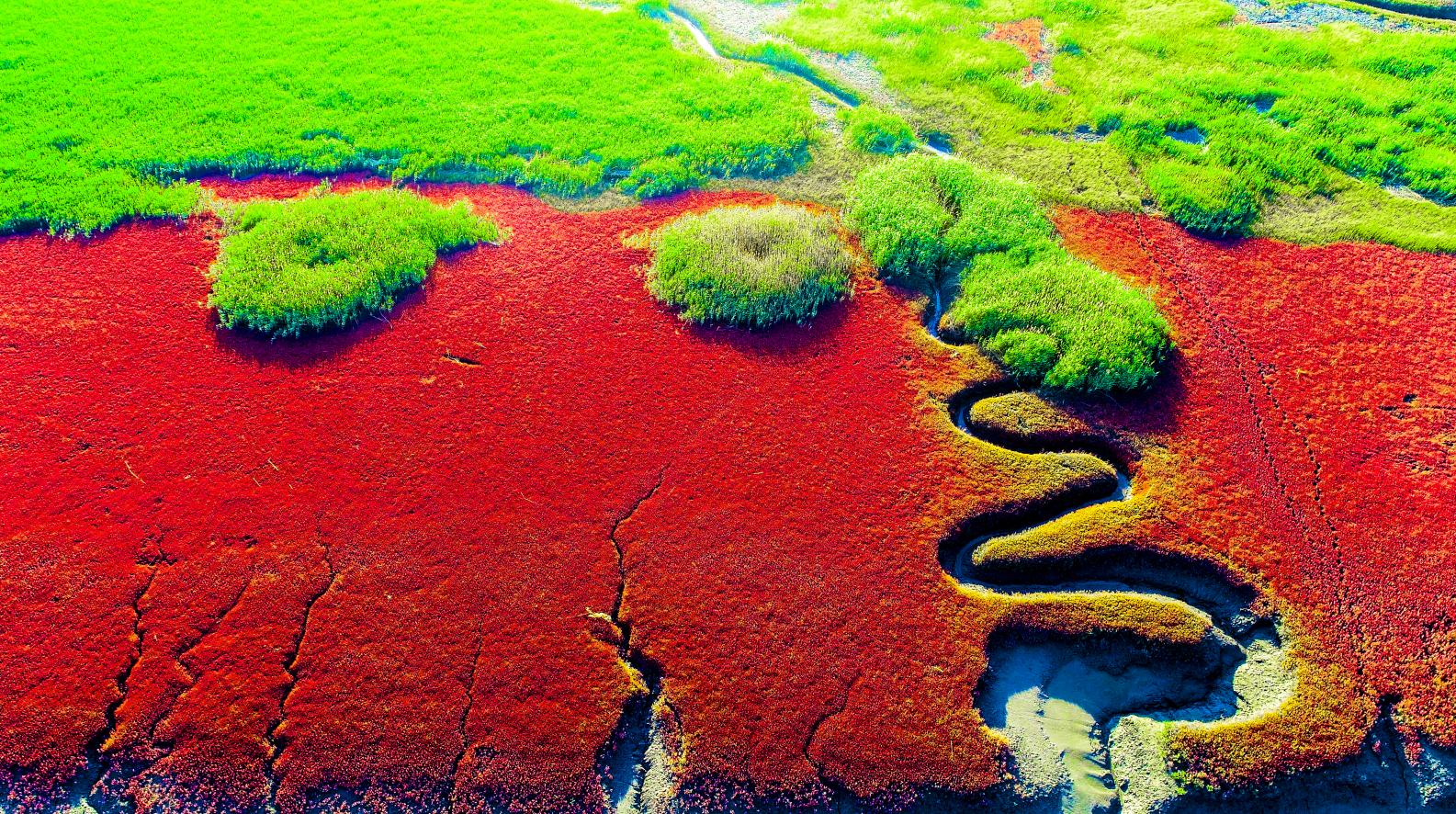 盘锦红海滩五月去好吗,五一盘锦红海滩