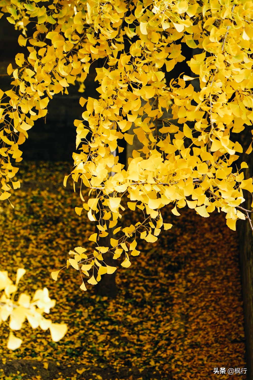 北京18个看银杏的好地方在哪,北京八大处看银杏攻略