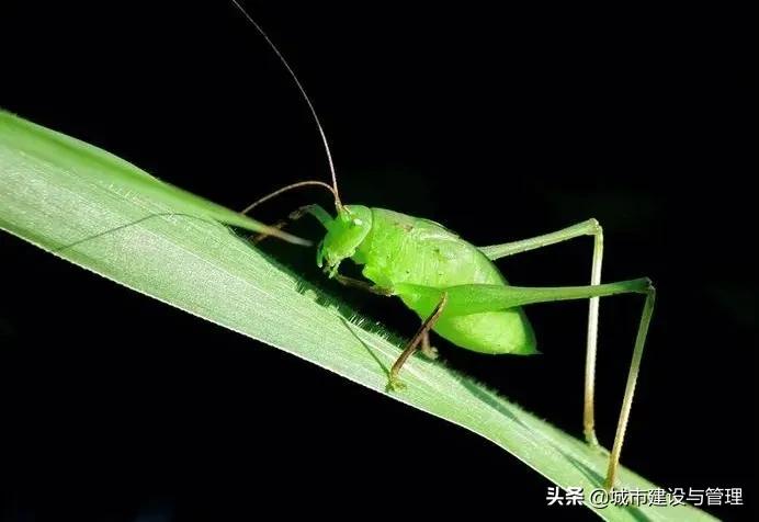 草树青翠虫鸣起，一枕清凉入梦来