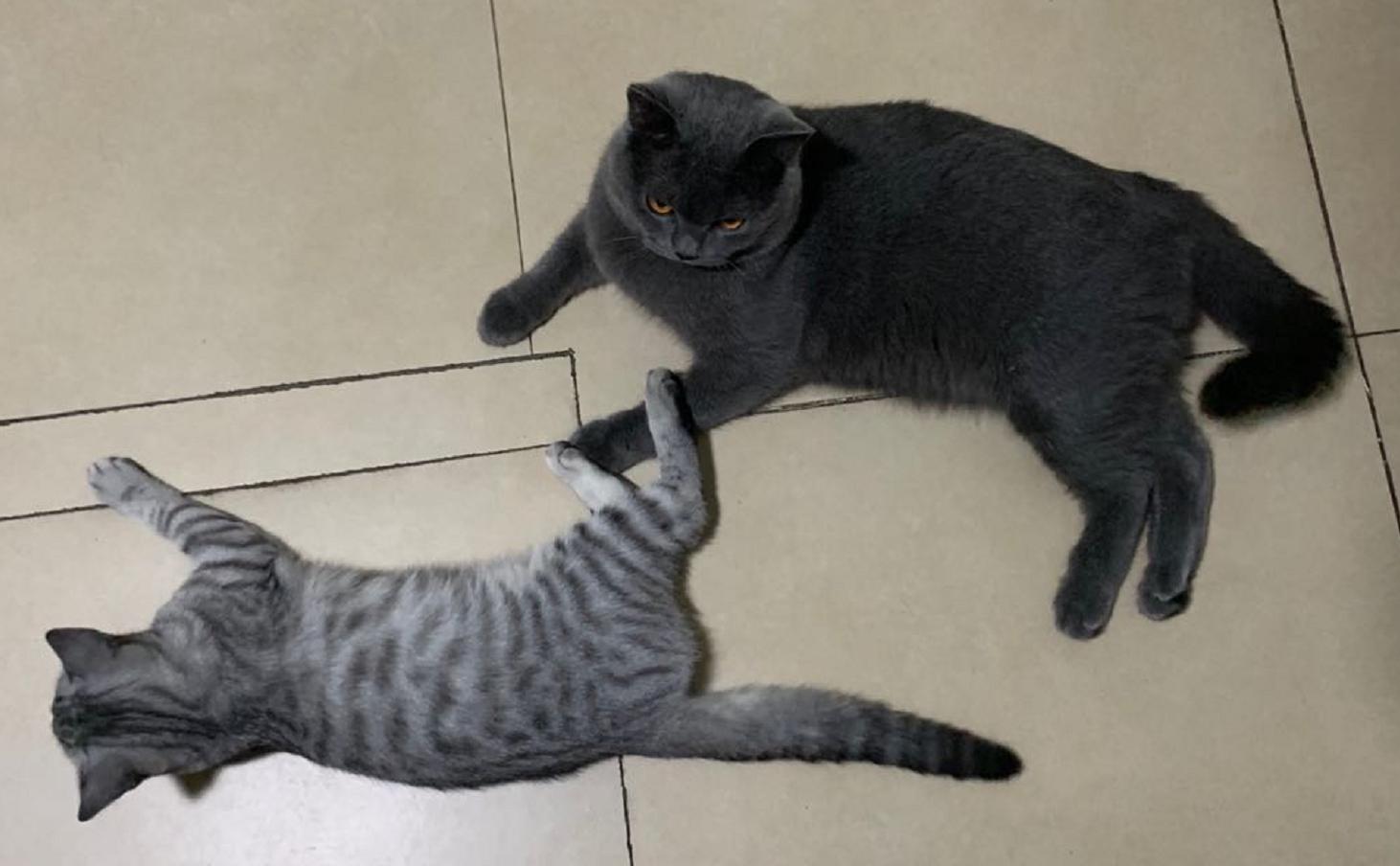 拼多多产品成分表可以选哪些,拼多多好物推荐草莓冻干