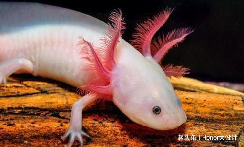 世界上最呆萌的六角恐龙,世界上最胖的六角恐龙