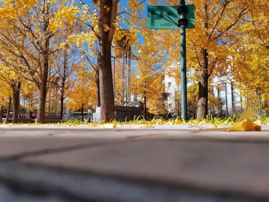 辽宁省普通高等院校,辽宁省沈阳本科大学