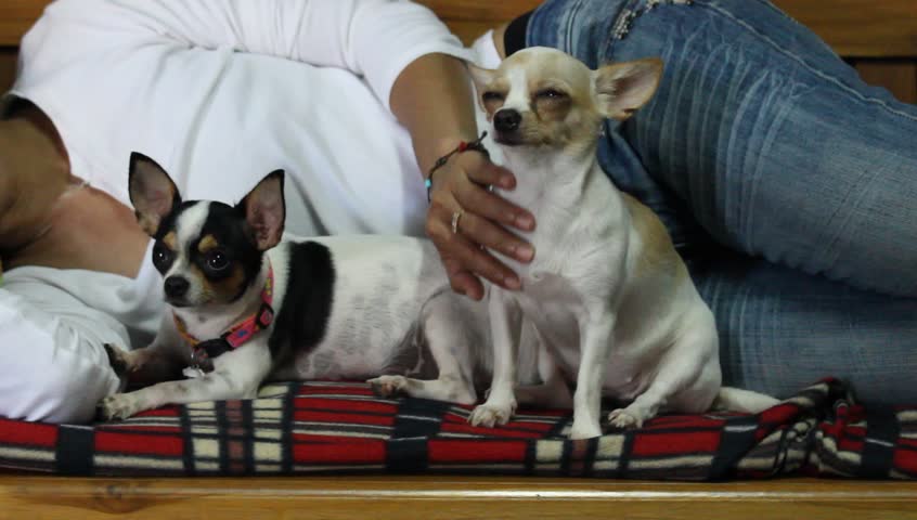 抚摸狗狗会产生多巴胺和血清素吗,摸狗真的可以降低高血压吗