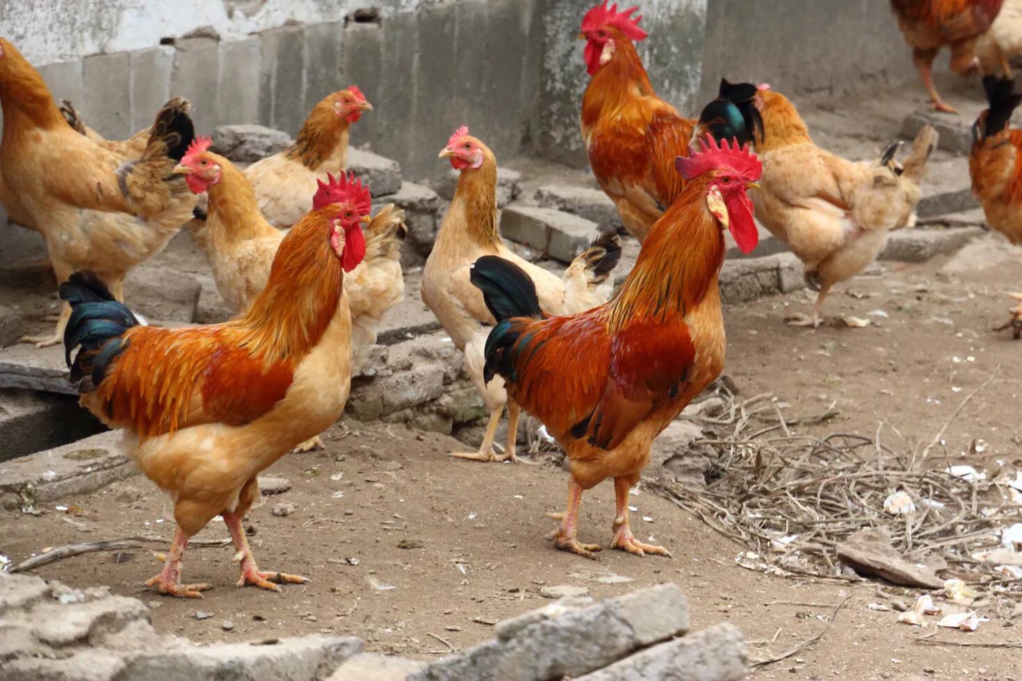 养鸡拉稀最有效的偏方,养鸡常得病的偏方