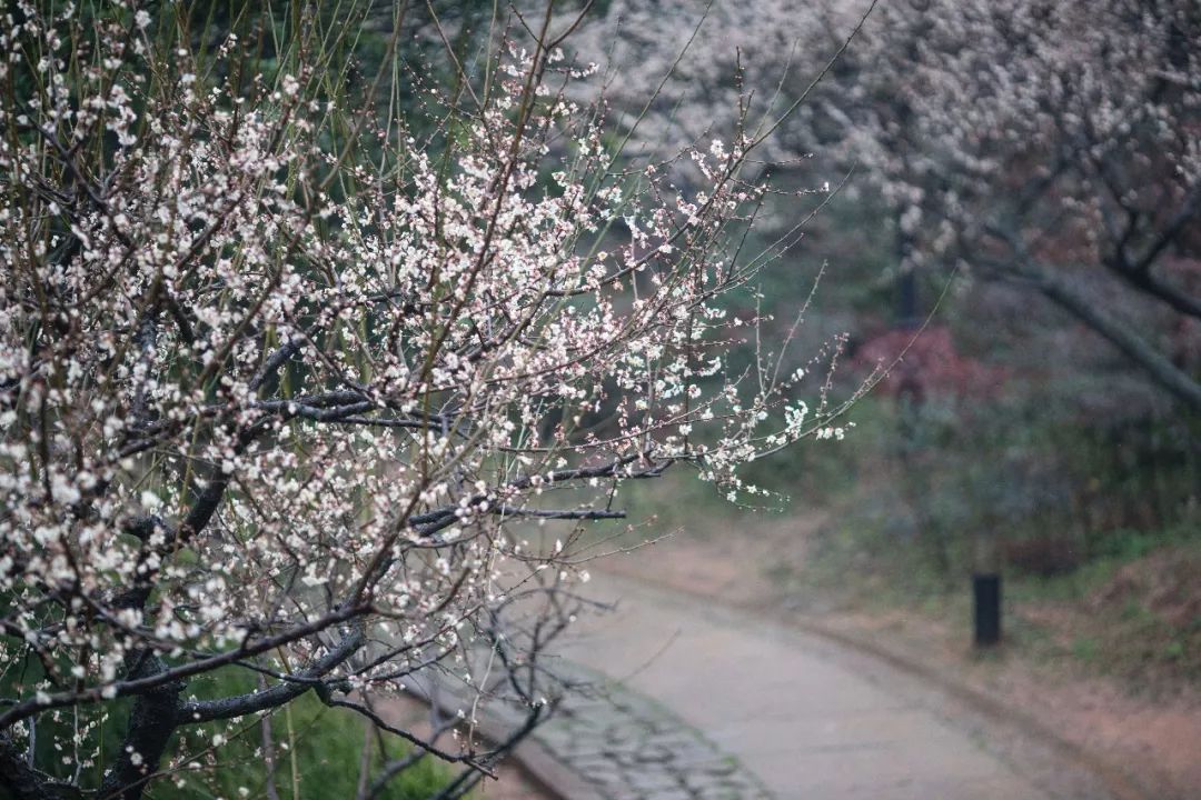 江南三大梅园,杭州江南三大梅花