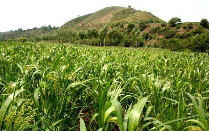 黍离之悲典故是什么,黍离之悲讲的是什么