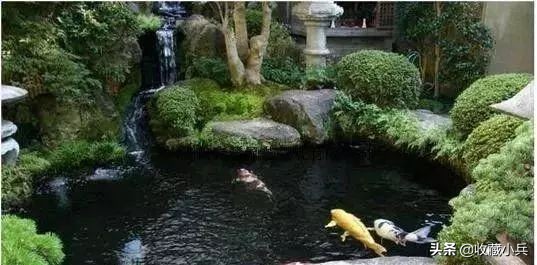 养锦鲤的十大注意事项,养锦鲤的10大忌