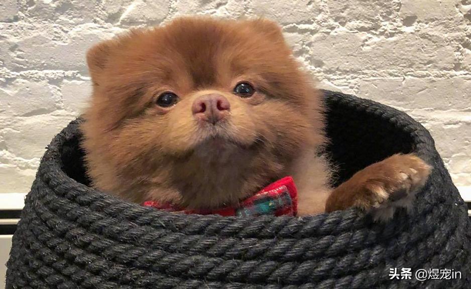 博美老是乱吃东西，这该如何是好？