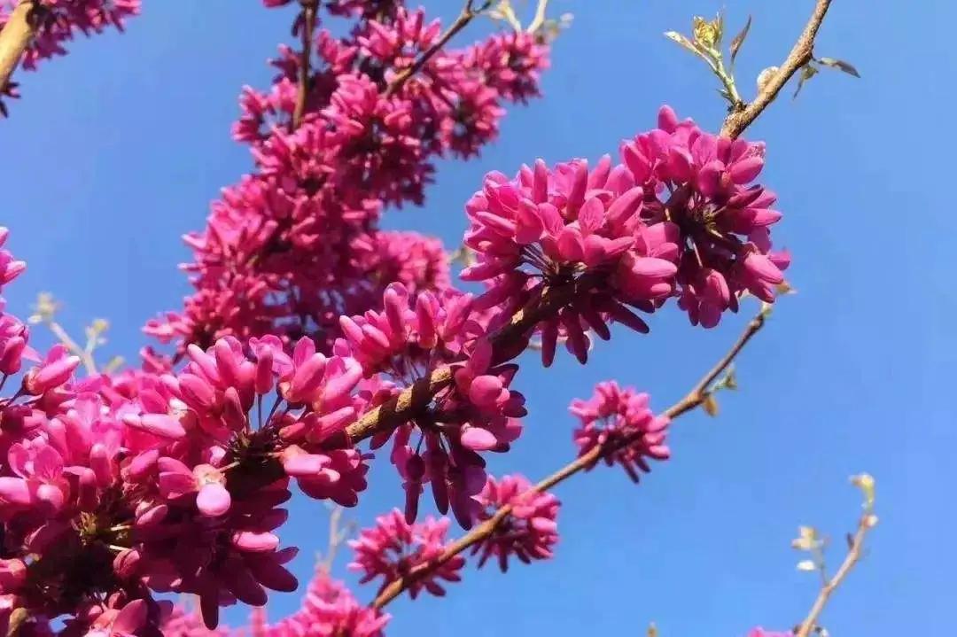 50种·蓝紫色系植物,尊享高贵典雅浪漫的视觉盛宴