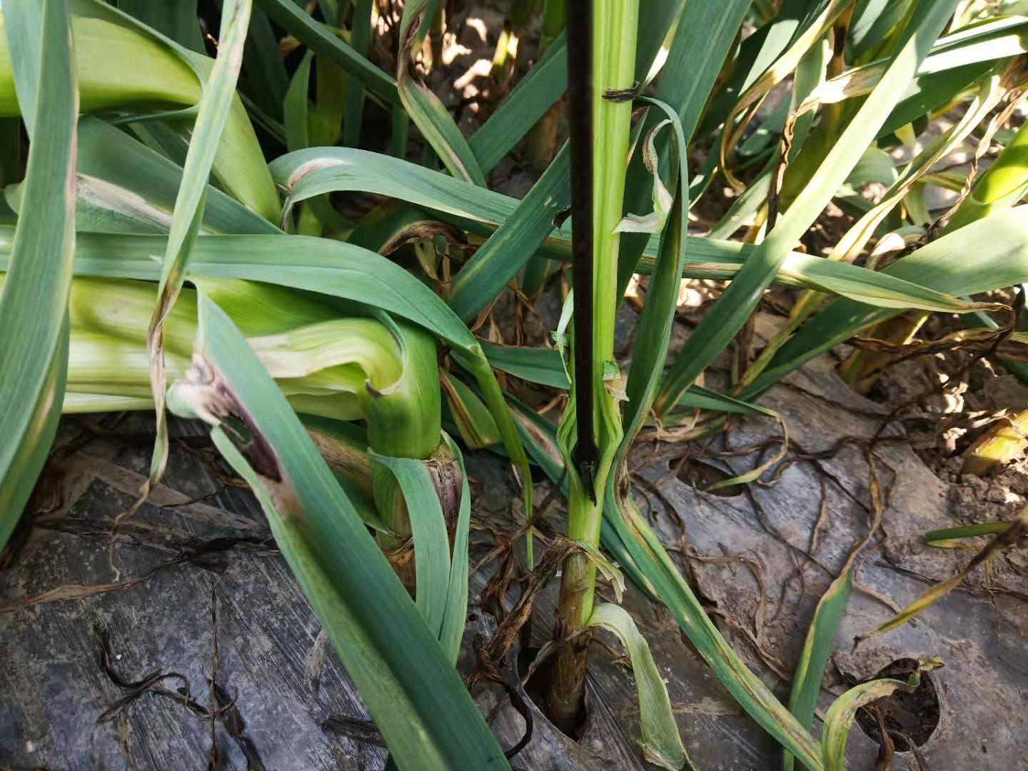 怎样采蒜苔,怎么抽蒜薹才能高产