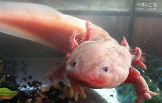 六角龙鱼怎么养才能长大,六角龙鱼怎么养会好看