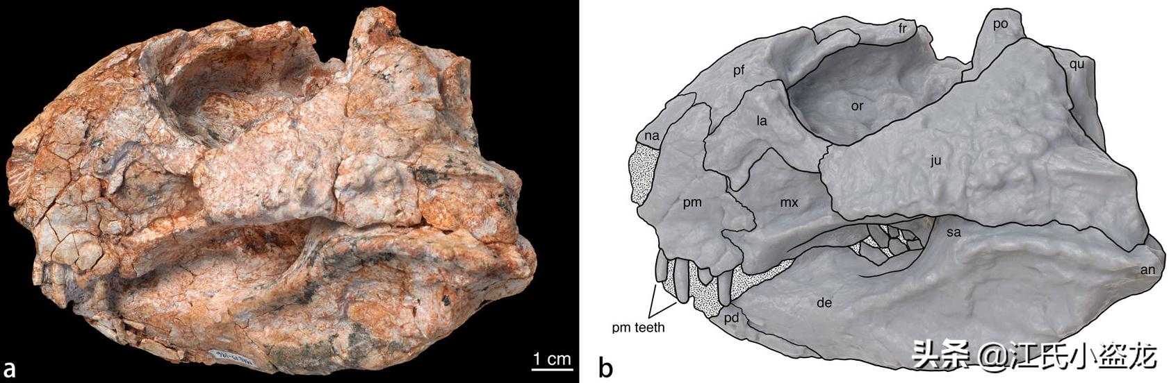古生物生物学家,古生物科学家