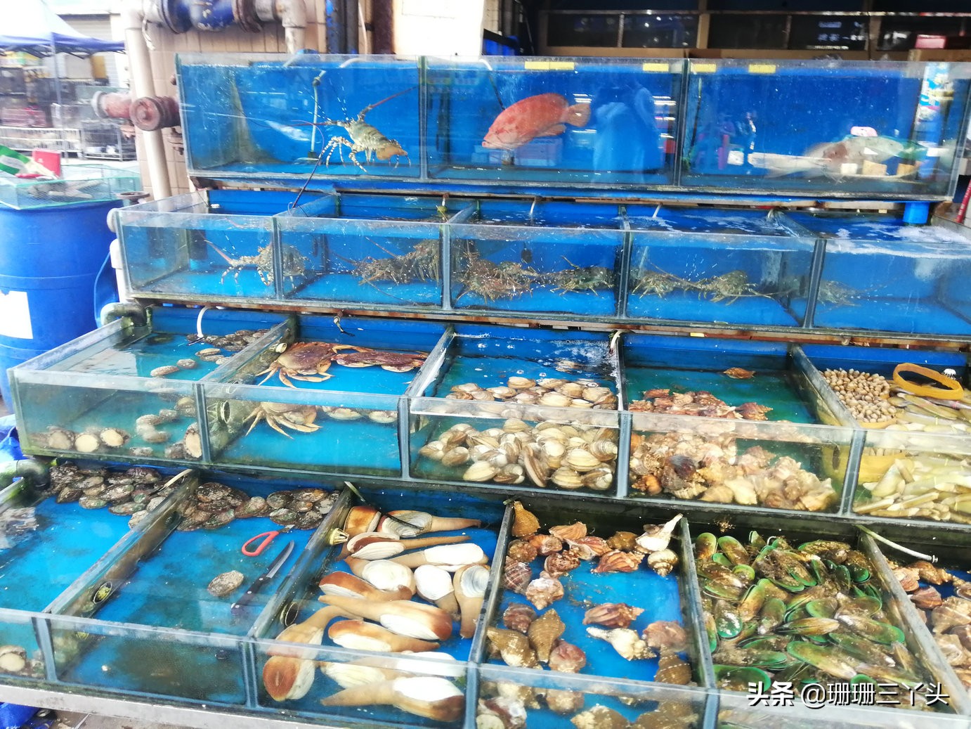 广州最优惠的海鲜市场,广州生蚝批发送货上门