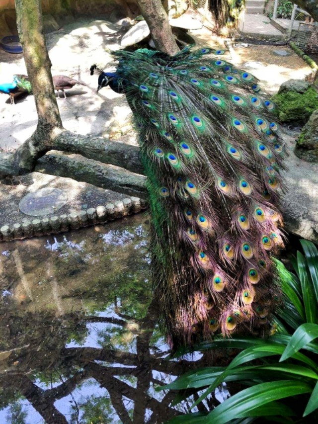 深圳周末好去处大自然,深圳青青世界好玩的景点推荐