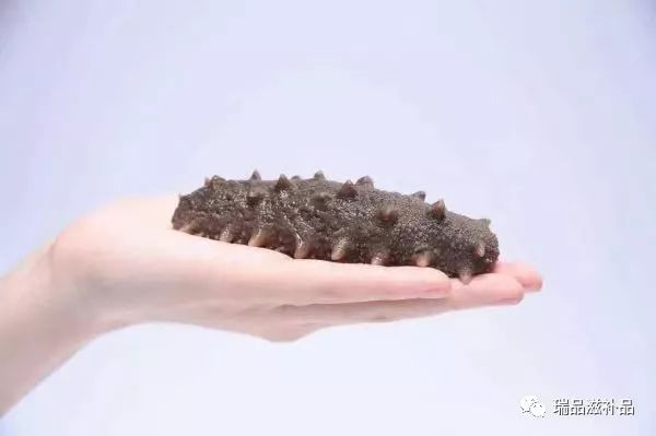 海参市场详情 (海参市场信息)