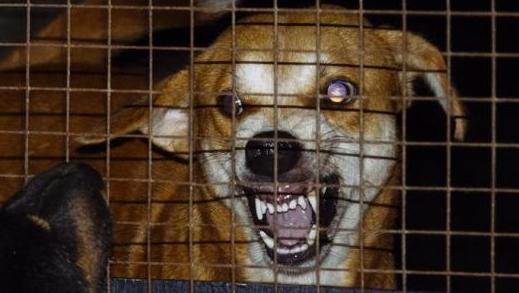 怎样看狗狗是否有狂犬病,怎么看狗狗是否有狂犬病