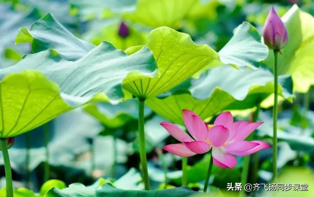 描写夏天的成语题10道,常见描写夏天的成语