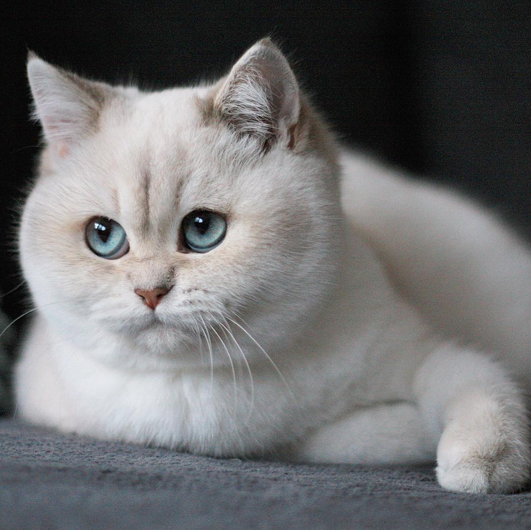 辟谣猫咪并非黑夜都能看得清,辟谣猫咪背锅谣言