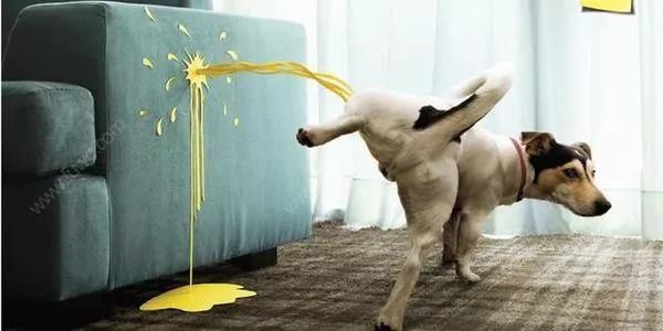 狗狗铲屎官的正确方式,狗狗随地大小便气崩溃了