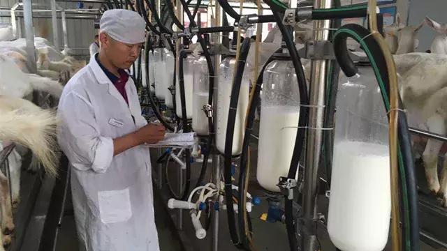 中国最近羊奶价格,羊奶价格2023年前趋势