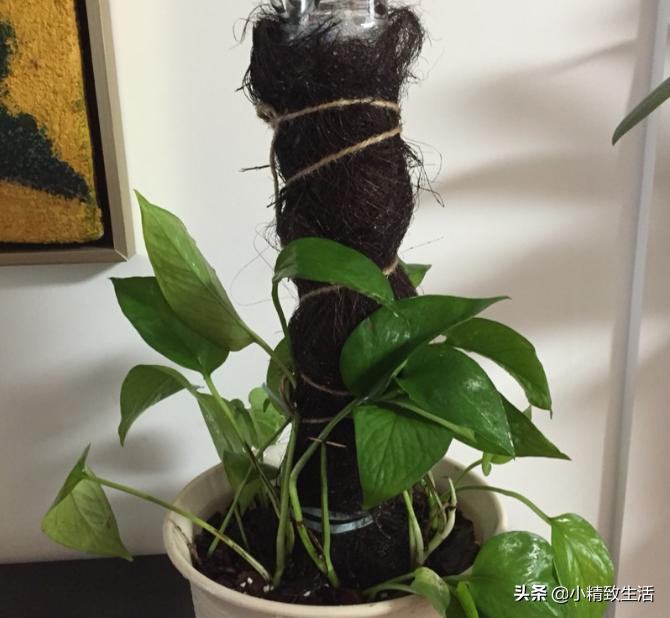 用矿泉水瓶子种绿萝,大矿泉水瓶养绿萝造型