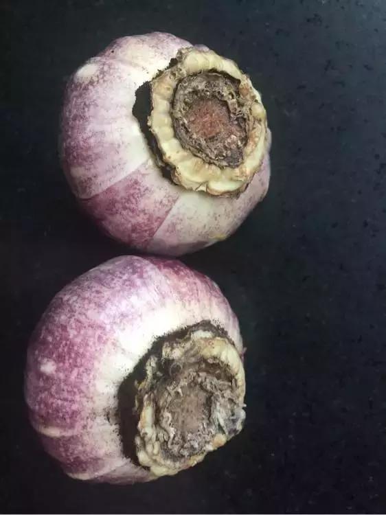 开过的风信子怎么处理,开过花的风信子怎么留种子