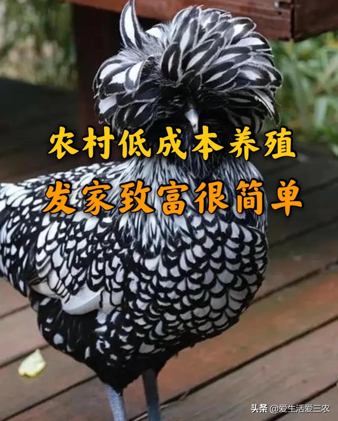 适合农村夫妻小本加工项目,农村小本创业项目大全