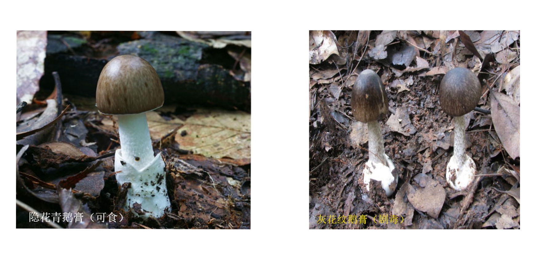 云南可食野生菌品种大全图片,海南常见的几种可食野生菌