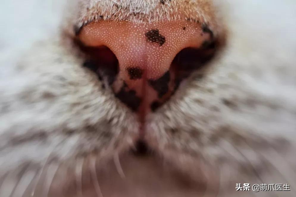 猫咪舔鼻子代表着什么,猫咪舔鼻子是什么原因