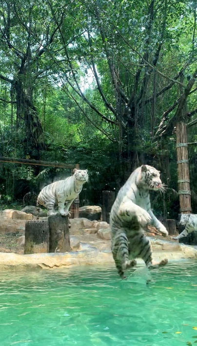 长隆野生动物世界推荐,长隆野生动物园必看动物