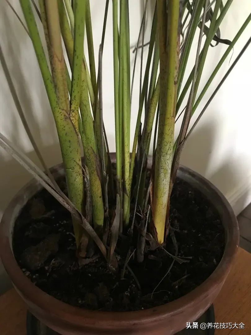 盆栽袖珍椰子发黄怎么办,袖珍椰子叶子发黄可以扯掉吗