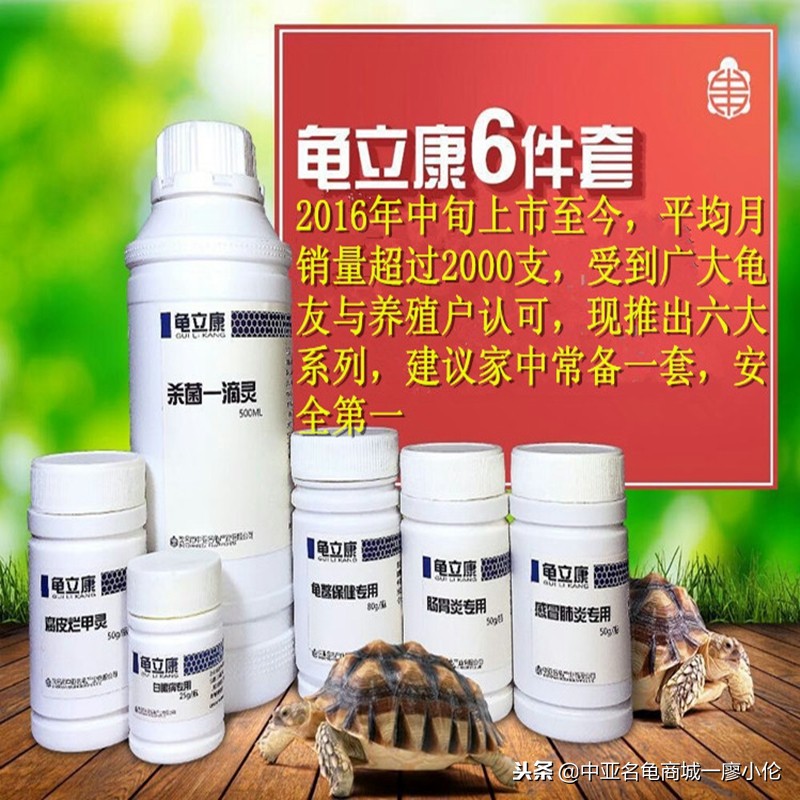 乌龟蛋孵化前需要注意什么,乌龟蛋孵化后期注意事项