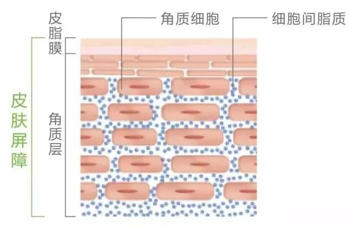 抗过敏祛红血丝,50岁过敏皮肤去红血丝最有效
