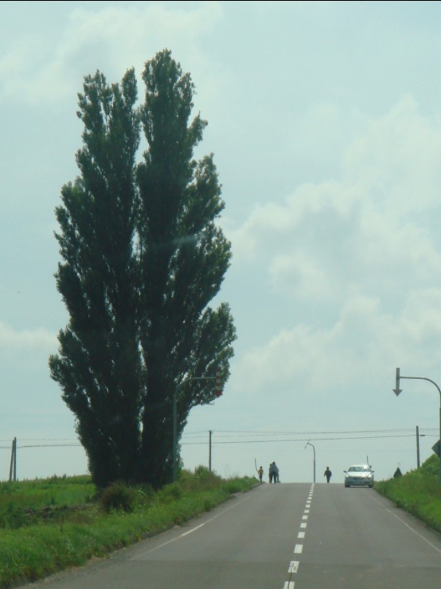 大地上的一棵棵树,大地上的绿树红花