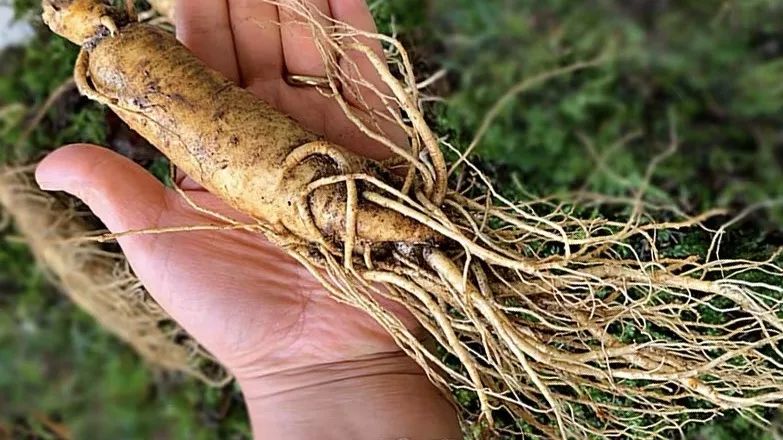 长白山鲜人参煲鸡,长白山精品袋装鲜人参炖鸡