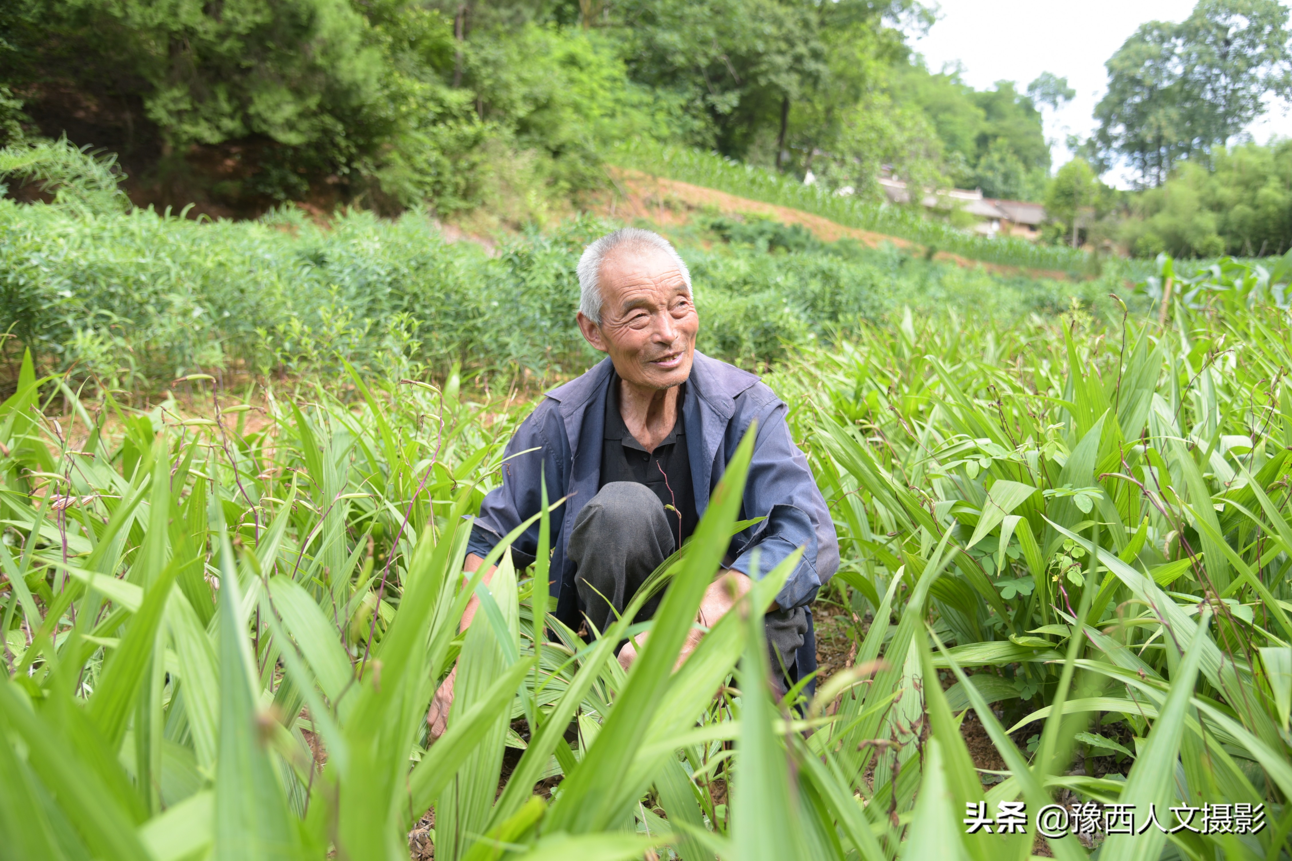 山里大叔4年前发现商机，庄稼地改种暴利药材，结果收购价格跳崖