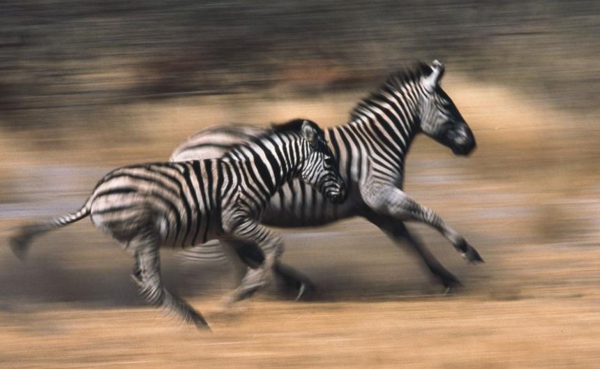 斑马斑马你不要睡着啦是什么意思,斑马斑马你不要睡着了什么意思